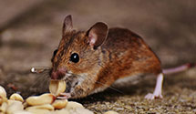 opossum-control Experts in Danville